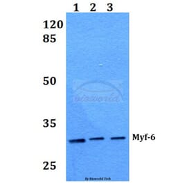 Anti-Myf-6 (R150) Antibody from Bioworld Technology (BS1956) - Antibodies.com