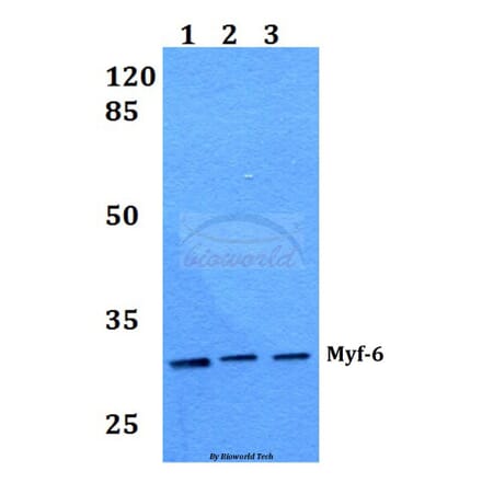 Anti-Myf-6 (R150) Antibody from Bioworld Technology (BS1956) - Antibodies.com