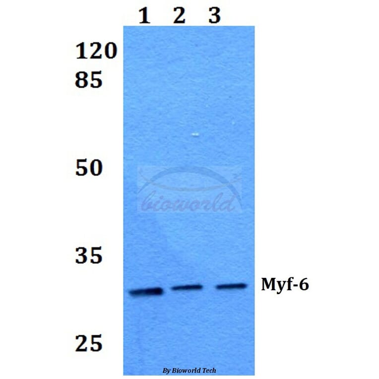 Anti-Myf-6 (R150) Antibody from Bioworld Technology (BS1956) - Antibodies.com