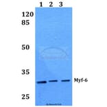 Anti-Myf-6 (R150) Antibody from Bioworld Technology (BS1956) - Antibodies.com