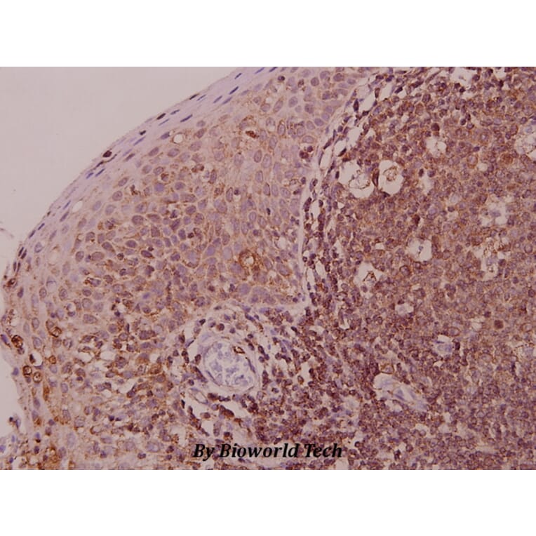 Anti-Myf-6 (R150) Antibody from Bioworld Technology (BS1956) - Antibodies.com