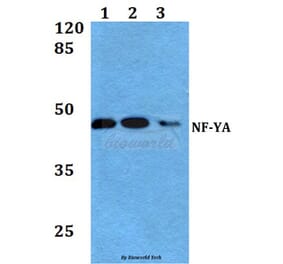 Anti-NF-YA (K290) Antibody from Bioworld Technology (BS1958) - Antibodies.com