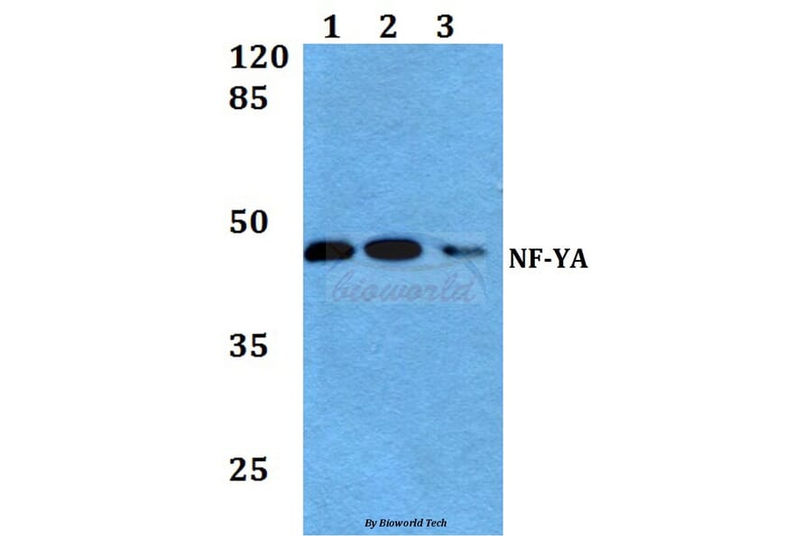 Anti-NF-YA (K290) Antibody from Bioworld Technology (BS1958) - Antibodies.com