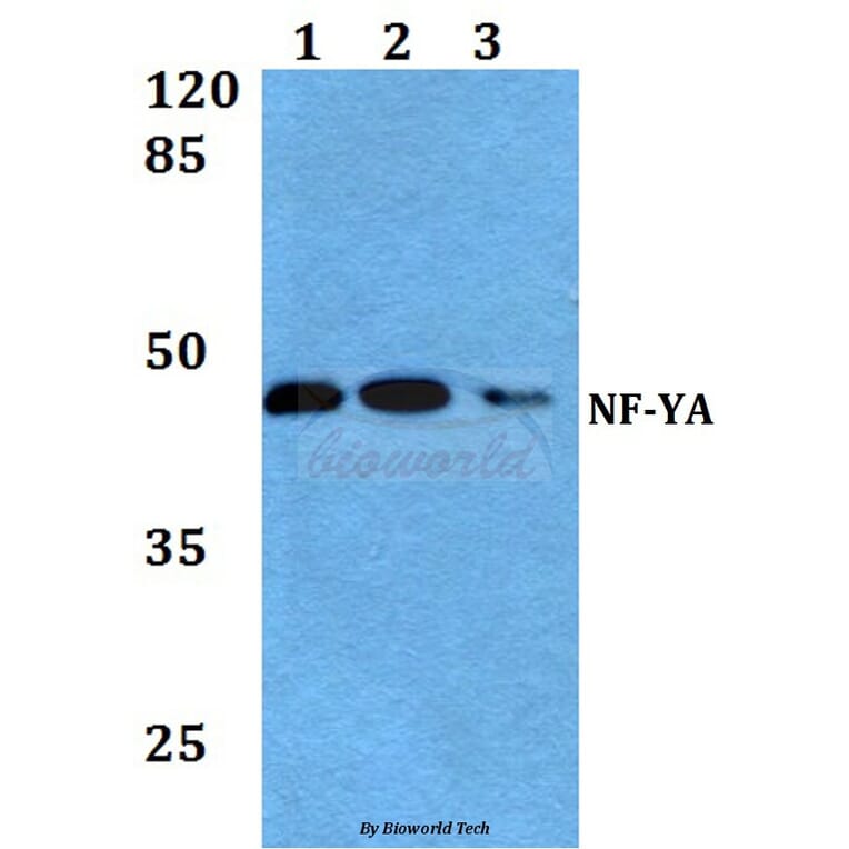 Anti-NF-YA (K290) Antibody from Bioworld Technology (BS1958) - Antibodies.com