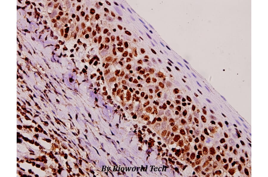 Anti-NF-YA (K290) Antibody from Bioworld Technology (BS1958) - Antibodies.com
