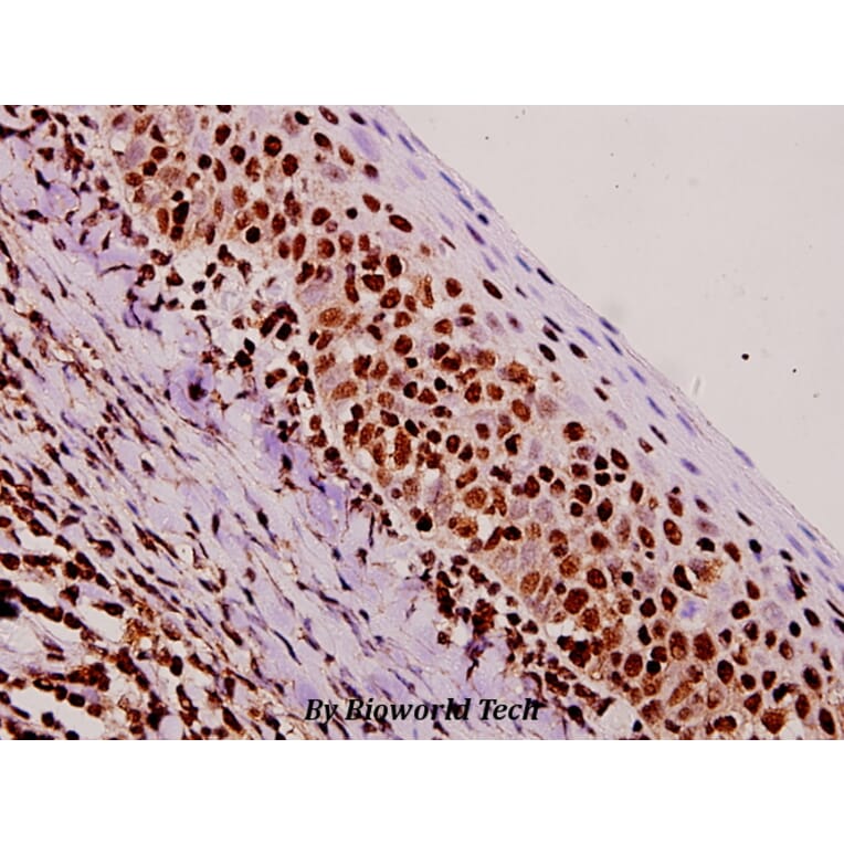 Anti-NF-YA (K290) Antibody from Bioworld Technology (BS1958) - Antibodies.com
