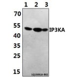 Anti-IP3KA (H431) Antibody from Bioworld Technology (BS1959) - Antibodies.com