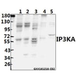 Anti-IP3KA (H431) Antibody from Bioworld Technology (BS1959) - Antibodies.com