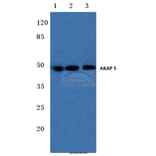 Anti-AKAP 5 (E7) Antibody from Bioworld Technology (BS1962) - Antibodies.com