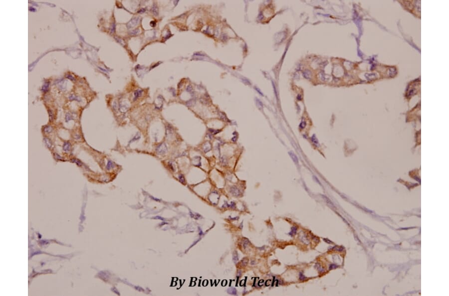 Anti-AKAP 5 (E7) Antibody from Bioworld Technology (BS1962) - Antibodies.com