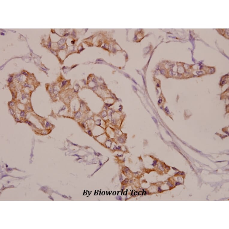 Anti-AKAP 5 (E7) Antibody from Bioworld Technology (BS1962) - Antibodies.com