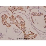 Anti-AKAP 5 (E7) Antibody from Bioworld Technology (BS1962) - Antibodies.com