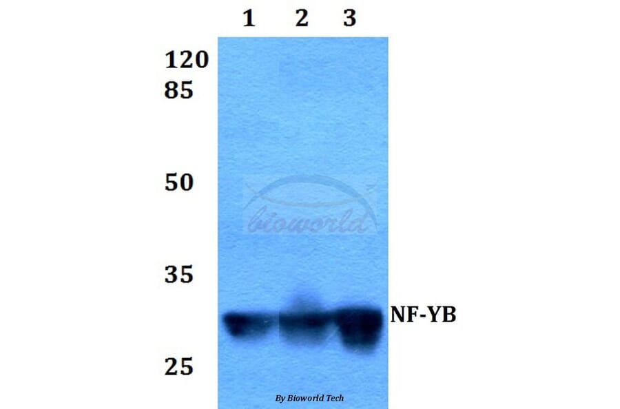 Anti-NF-YB (Q30) Antibody from Bioworld Technology (BS1964) - Antibodies.com