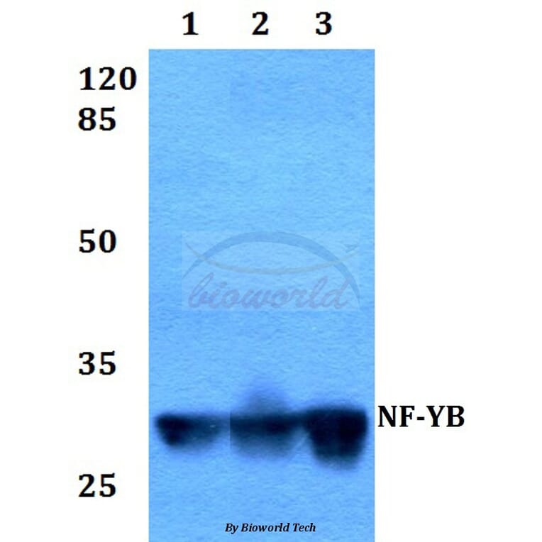 Anti-NF-YB (Q30) Antibody from Bioworld Technology (BS1964) - Antibodies.com