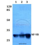 Anti-NF-YB (Q30) Antibody from Bioworld Technology (BS1964) - Antibodies.com