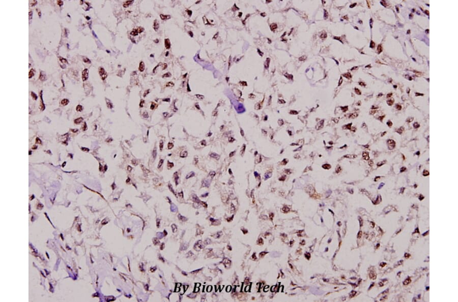 Anti-NF-YB (Q30) Antibody from Bioworld Technology (BS1964) - Antibodies.com