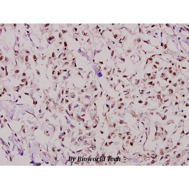 Anti-NF-YB (Q30) Antibody from Bioworld Technology (BS1964) - Antibodies.com