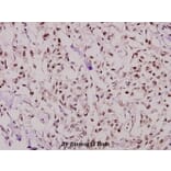 Anti-NF-YB (Q30) Antibody from Bioworld Technology (BS1964) - Antibodies.com
