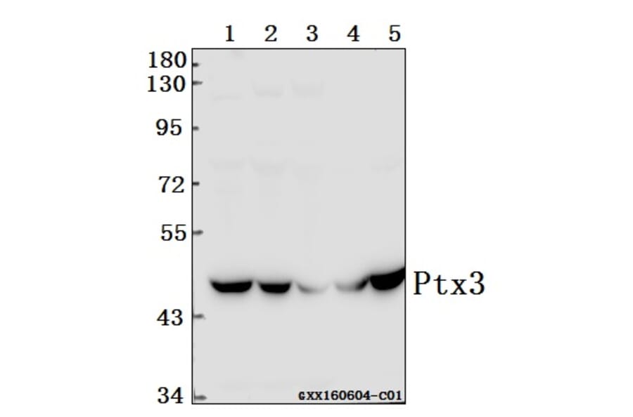 Anti-Ptx3 (Y27) Antibody from Bioworld Technology (BS1965) - Antibodies.com