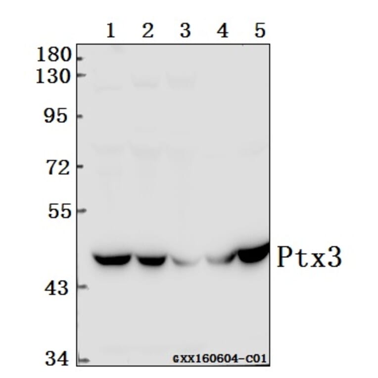 Anti-Ptx3 (Y27) Antibody from Bioworld Technology (BS1965) - Antibodies.com