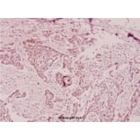 Anti-Ptx3 (Y27) Antibody from Bioworld Technology (BS1965) - Antibodies.com