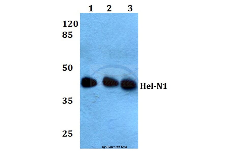 Anti-Hel-N1 (N86) Antibody from Bioworld Technology (BS1966) - Antibodies.com