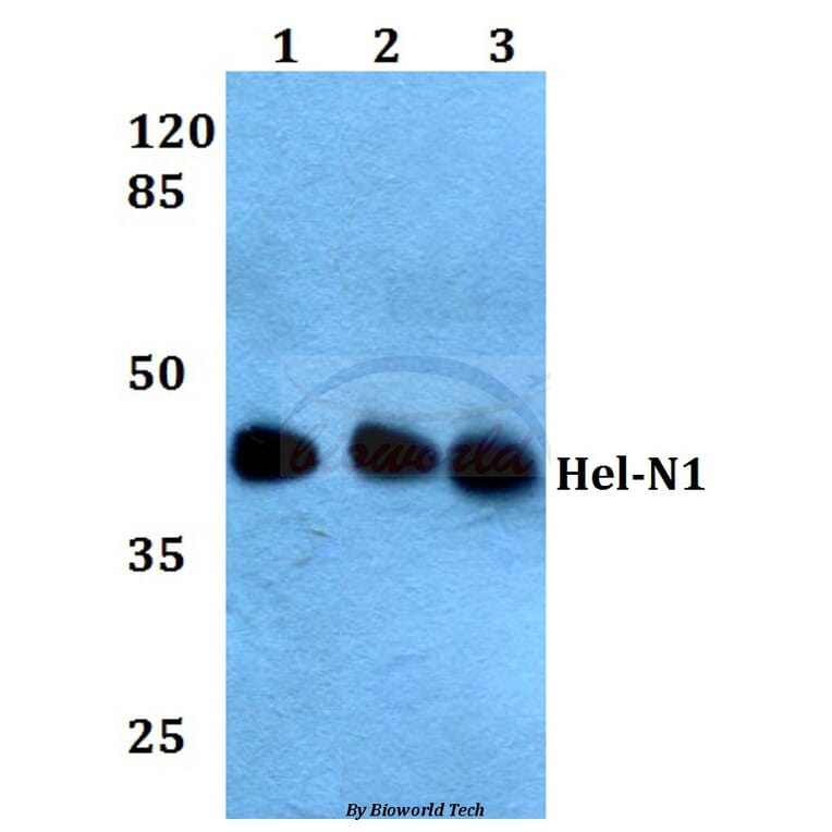 Anti-Hel-N1 (N86) Antibody from Bioworld Technology (BS1966) - Antibodies.com