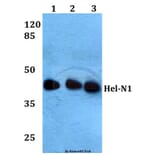 Anti-Hel-N1 (N86) Antibody from Bioworld Technology (BS1966) - Antibodies.com