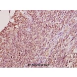 Anti-Hel-N1 (N86) Antibody from Bioworld Technology (BS1966) - Antibodies.com