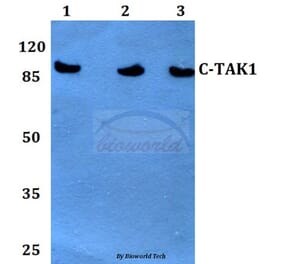 Anti-c-TAK1 (P8) Antibody from Bioworld Technology (BS1969) - Antibodies.com