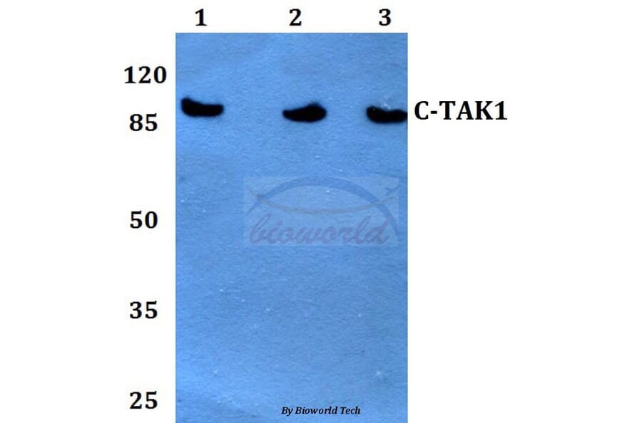 Anti-c-TAK1 (P8) Antibody from Bioworld Technology (BS1969) - Antibodies.com