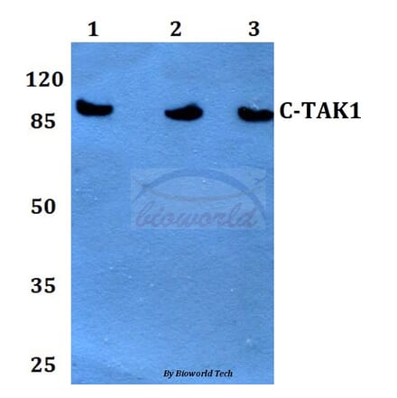 Anti-c-TAK1 (P8) Antibody from Bioworld Technology (BS1969) - Antibodies.com