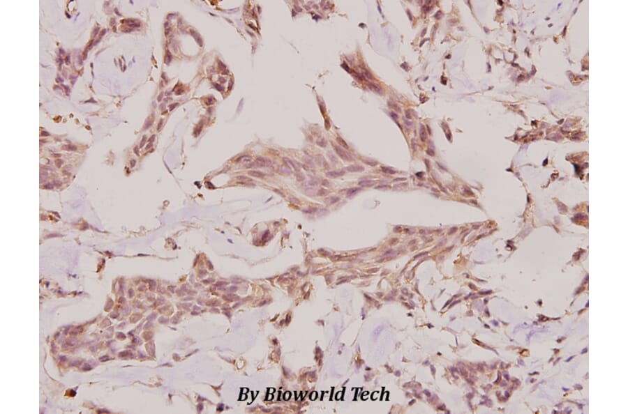 Anti-c-TAK1 (P8) Antibody from Bioworld Technology (BS1969) - Antibodies.com
