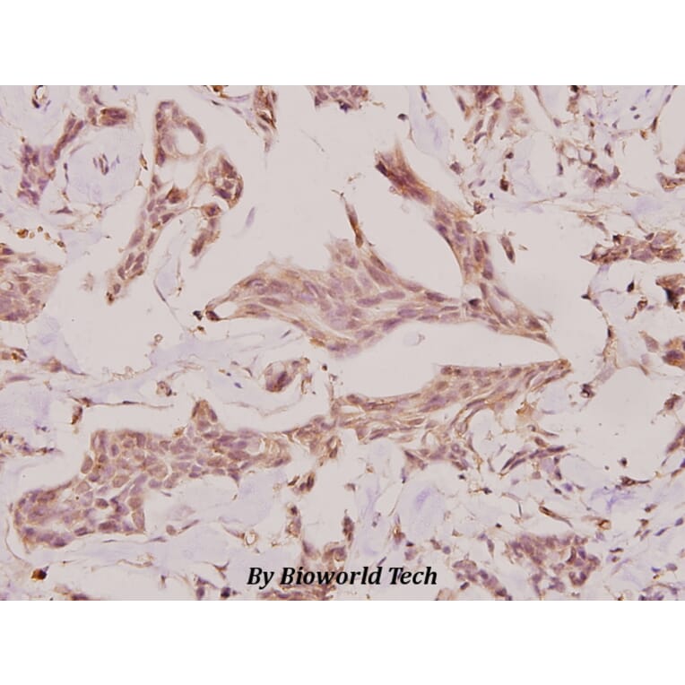 Anti-c-TAK1 (P8) Antibody from Bioworld Technology (BS1969) - Antibodies.com