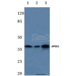 Anti-APEX1 (R221) Antibody from Bioworld Technology (BS1971) - Antibodies.com