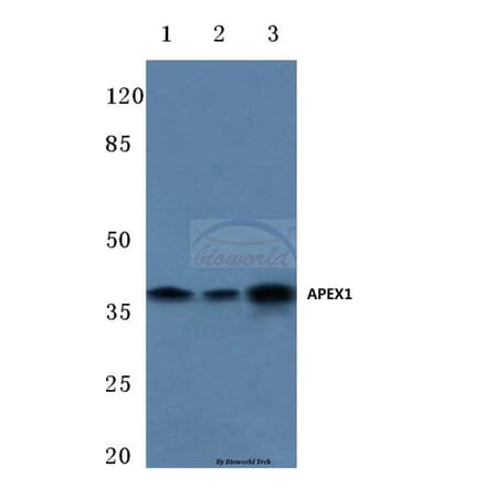 Anti-APEX1 (R221) Antibody from Bioworld Technology (BS1971) - Antibodies.com