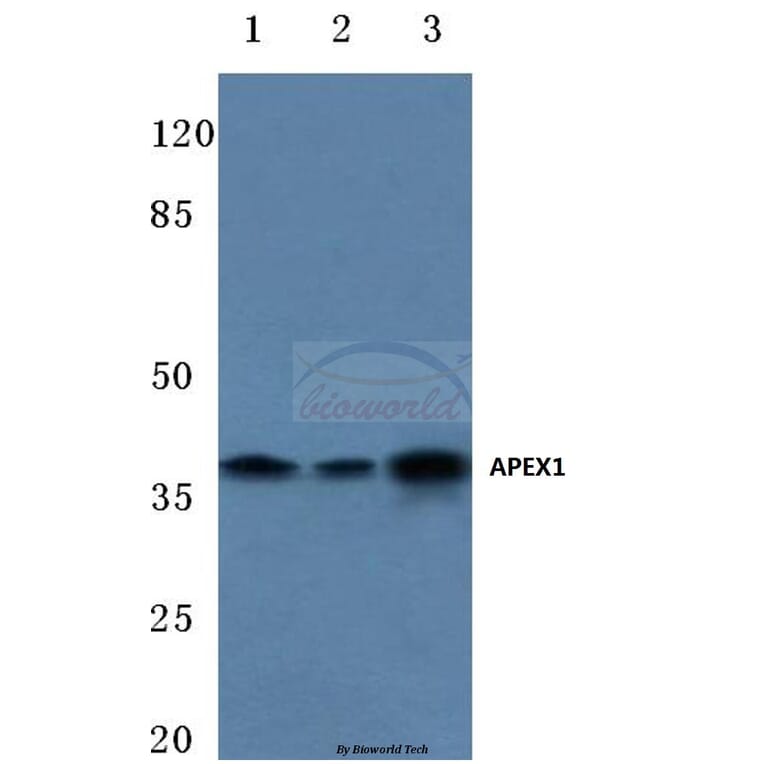 Anti-APEX1 (R221) Antibody from Bioworld Technology (BS1971) - Antibodies.com