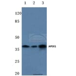 Anti-APEX1 (R221) Antibody from Bioworld Technology (BS1971) - Antibodies.com