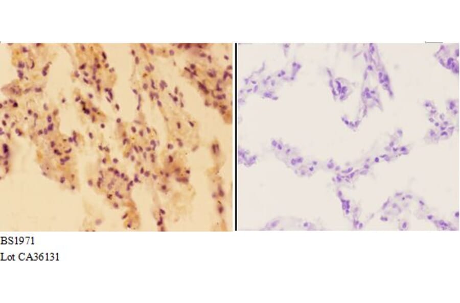 Anti-APEX1 (R221) Antibody from Bioworld Technology (BS1971) - Antibodies.com