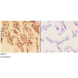 Anti-APEX1 (R221) Antibody from Bioworld Technology (BS1971) - Antibodies.com