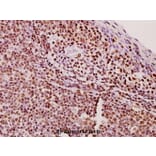 Anti-ERCC5/XPG (E160) Antibody from Bioworld Technology (BS1973) - Antibodies.com