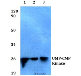 Anti-UMP-CMP Kinase (E36) Antibody from Bioworld Technology (BS1975) - Antibodies.com