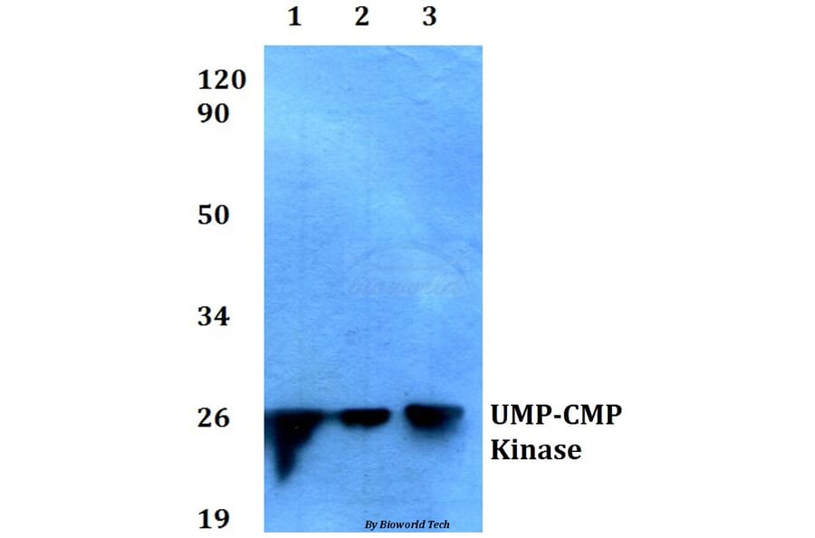 Anti-UMP-CMP Kinase (E36) Antibody from Bioworld Technology (BS1975) - Antibodies.com