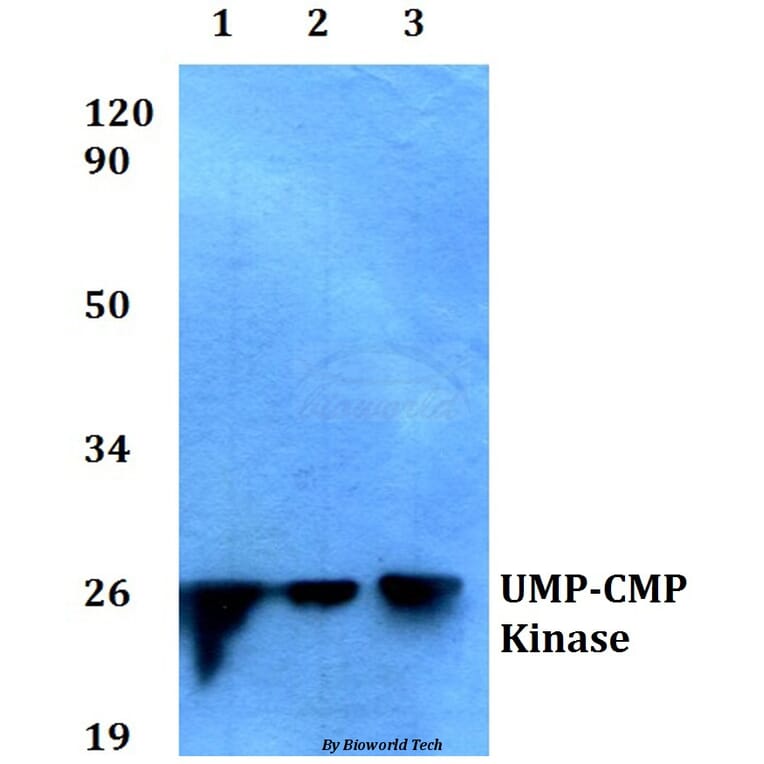 Anti-UMP-CMP Kinase (E36) Antibody from Bioworld Technology (BS1975) - Antibodies.com