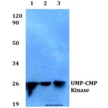 Anti-UMP-CMP Kinase (E36) Antibody from Bioworld Technology (BS1975) - Antibodies.com