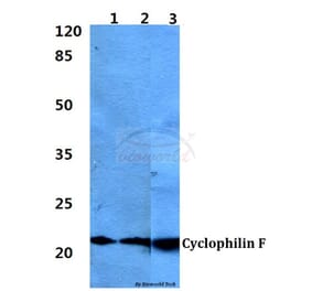 Anti-Cyclophilin F (Y121) Antibody from Bioworld Technology (BS1976) - Antibodies.com