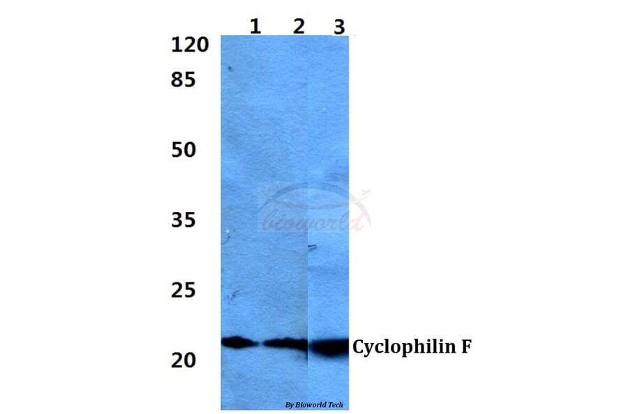 Anti-Cyclophilin F (Y121) Antibody from Bioworld Technology (BS1976) - Antibodies.com