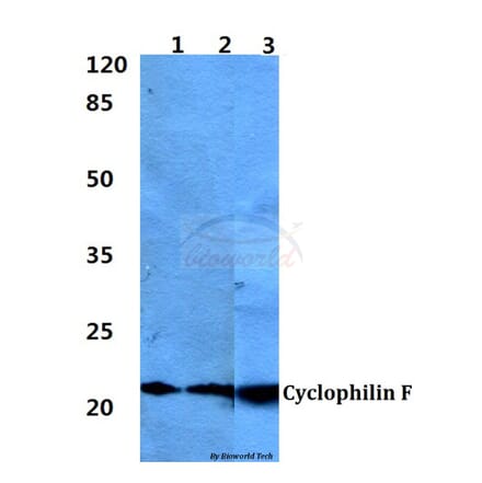 Anti-Cyclophilin F (Y121) Antibody from Bioworld Technology (BS1976) - Antibodies.com