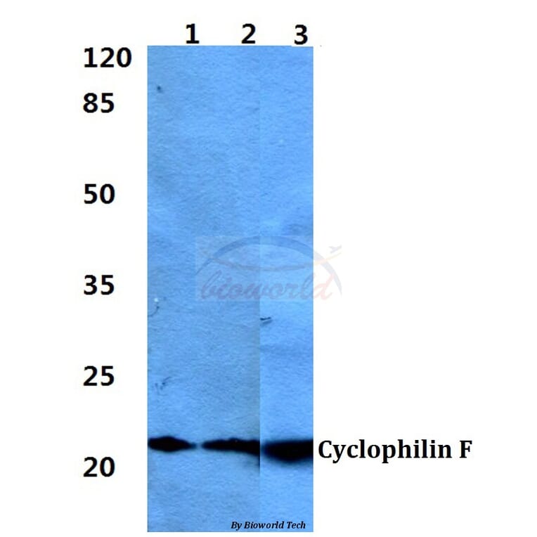 Anti-Cyclophilin F (Y121) Antibody from Bioworld Technology (BS1976) - Antibodies.com