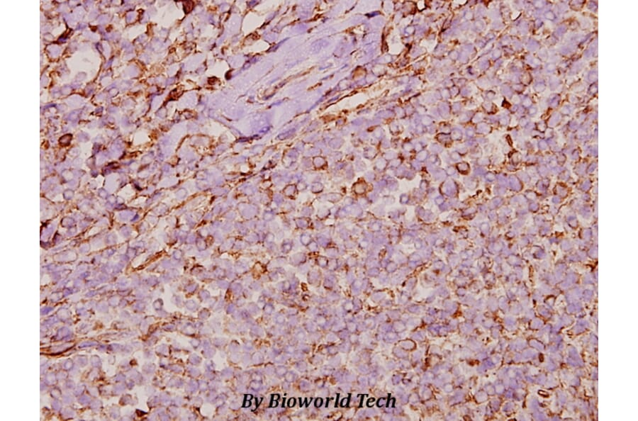Anti-Cyclophilin F (Y121) Antibody from Bioworld Technology (BS1976) - Antibodies.com